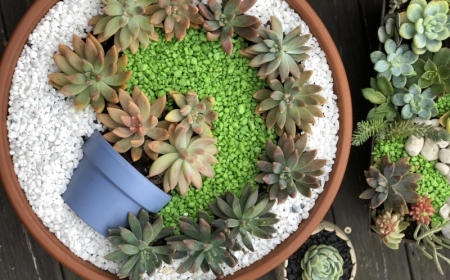 créer un mini jardin de plantes grasses idée tutoriel astuces