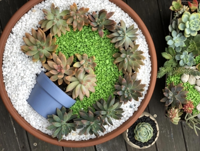 créer un mini jardin de plantes grasses idée tutoriel astuces