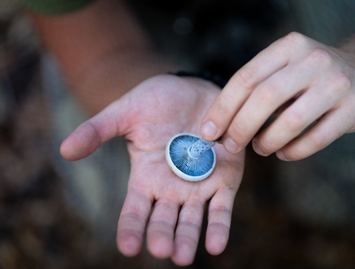 cueillette champignons un homme qui tient dans sa main un champignon bleu