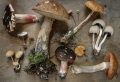Cueillette des champignons – tout ce qu’il faut savoir !