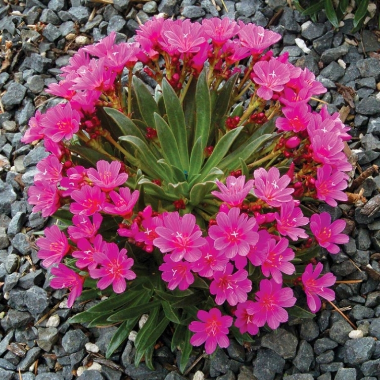 Plante Exterieur Fleur Rose
