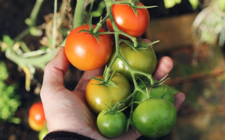 cultivation légumes tomates cerises sur balcon terreau haute qualité