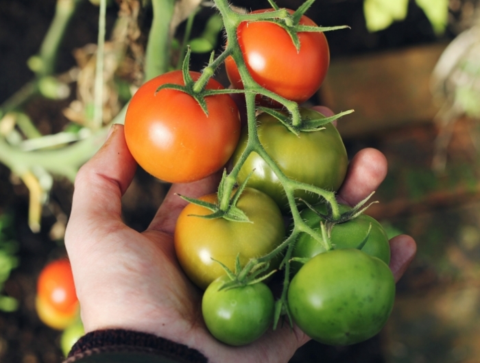 cultivation légumes tomates cerises sur balcon terreau haute qualité
