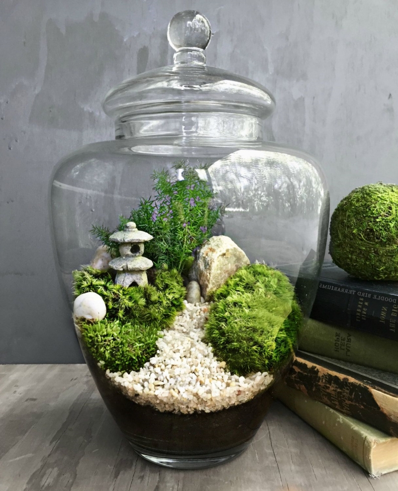 diy terrarium fermé contenant en verre couvercle succulentes