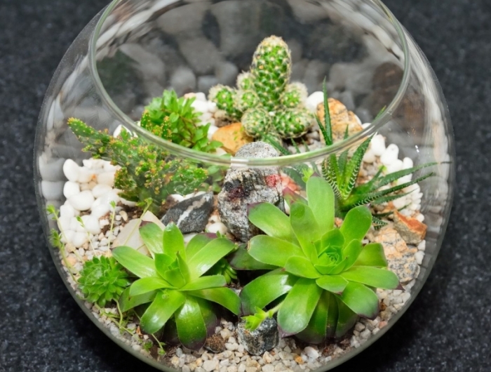 faire un terrarium dans un aquarium contenant en verre
