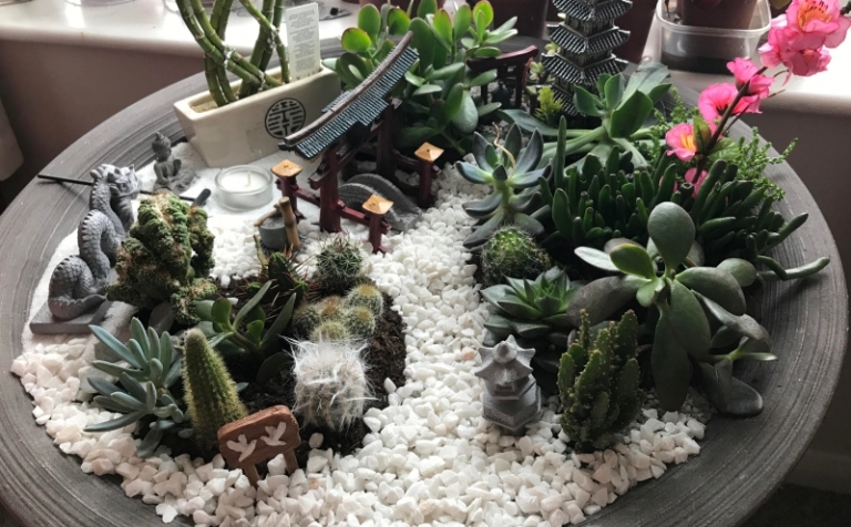 Créer un mini jardin de plantes grasses : les secrets pour faire son