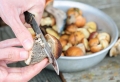 Conservation des champignons – astuces pour les préserver après la cueillette