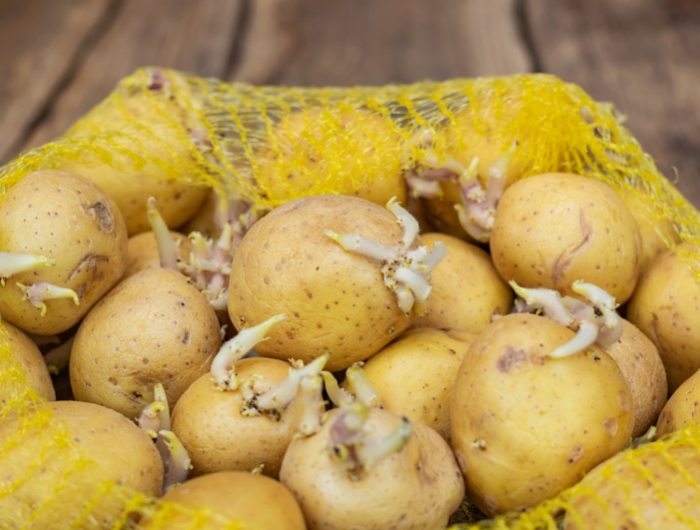 peut on manger des pommes de terre germées pommes de terres dans un sac