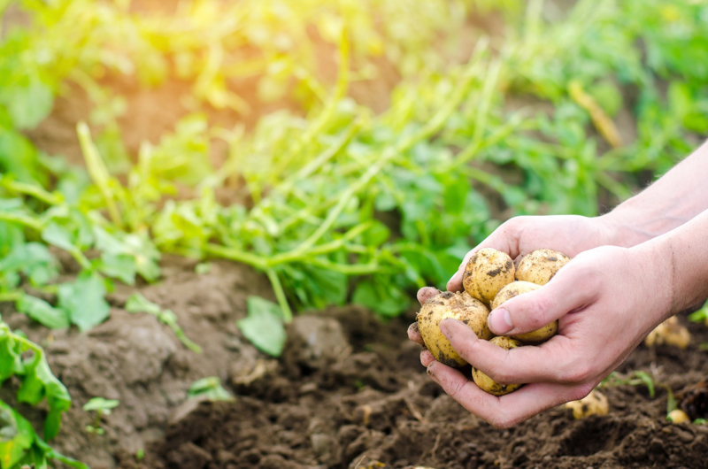 peut on planter des pommes de terre de consommation germées une riche récolte