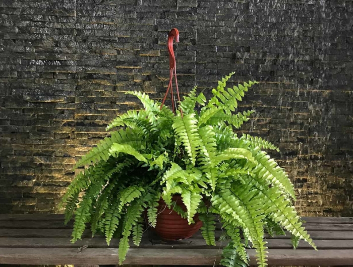 plante absorbe humidité salle de bain fougère de boston devant un mur marron