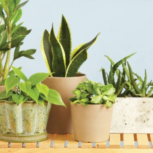 Plante qui absorbe l'humidité - le moyen le plus naturel de se débarrasser de l'humidité !