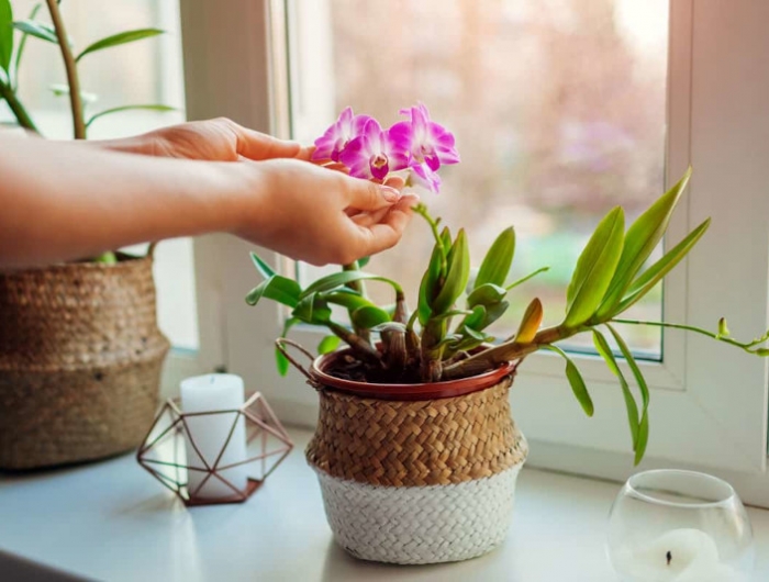 plante contre l humidité dans la maison orchidée rose au rebord de la fenetre