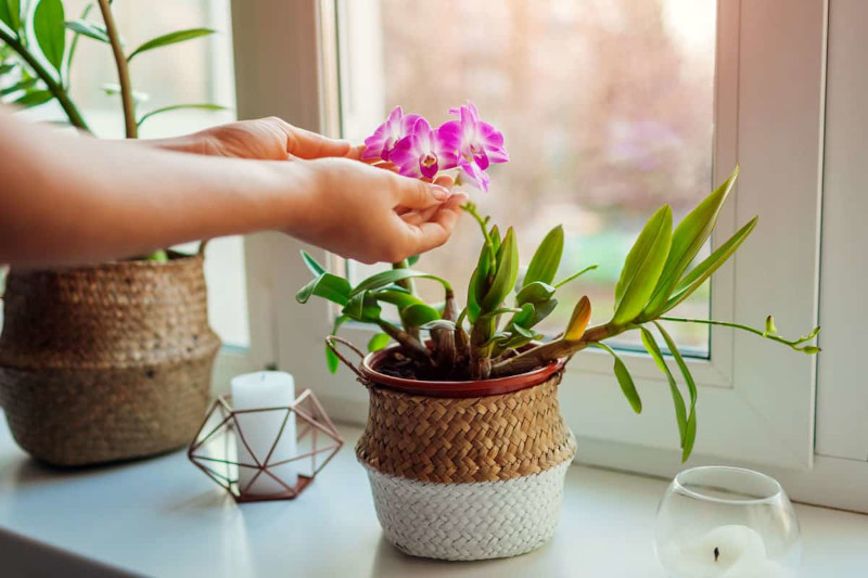 plante contre l humidité dans la maison orchidée rose au rebord de la fenetre