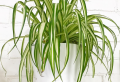 Plante qui absorbe l’humidité – le moyen le plus naturel de se débarrasser de l’humidité !