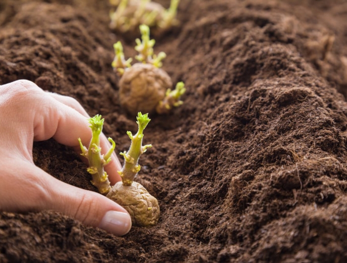planter des pommes de terre germées mettre des germes dans le sol