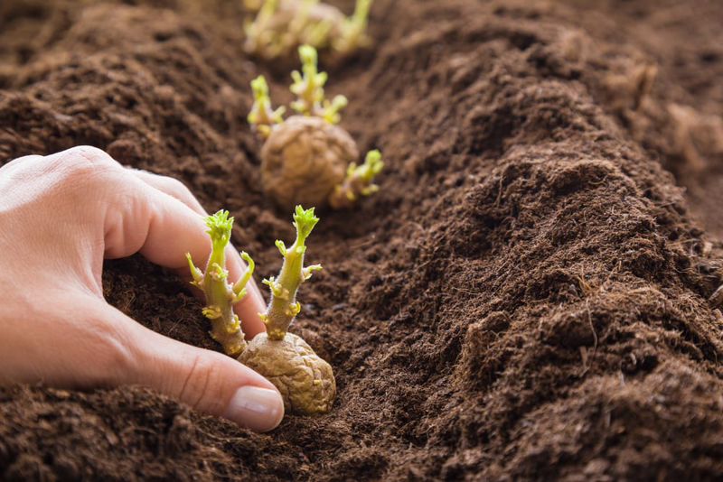 planter des pommes de terre germées mettre des germes dans le sol