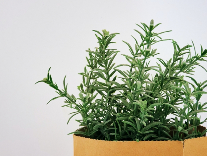 plantes aromatiques vivaces romarin en pot entretient à l intérieur