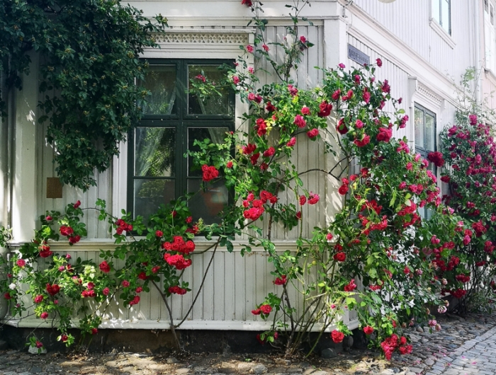 quand et comment tailler les rosiers rosier grimpant sur une maison