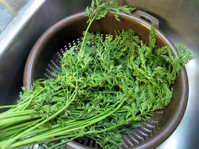 Recettes fanes de carottes ne négligez plus ce produit précieux