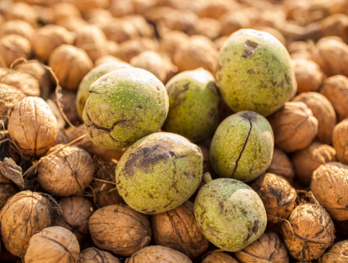 récolte des noix un tas de noix fraiches en coque savoir reconnaitre les bonnes noix