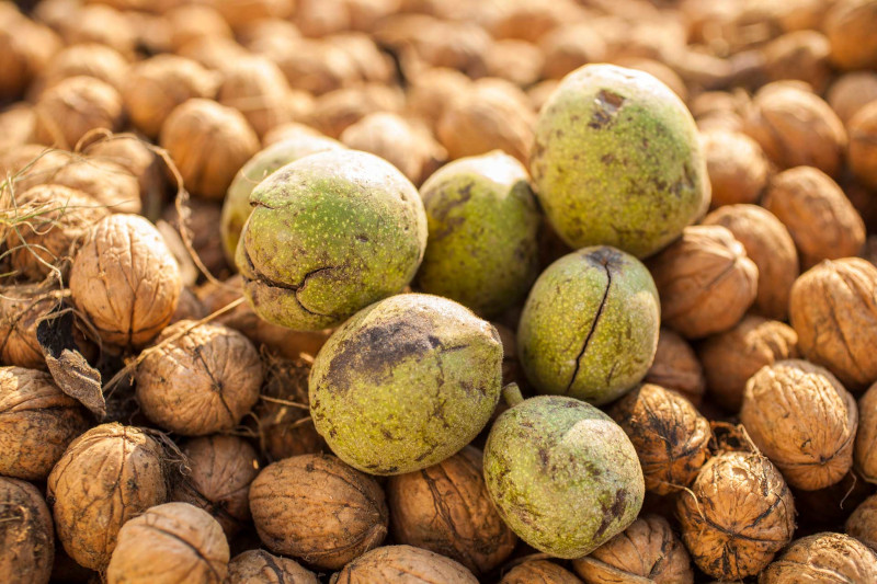 récolte des noix un tas de noix fraiches en coque savoir reconnaitre les bonnes noix
