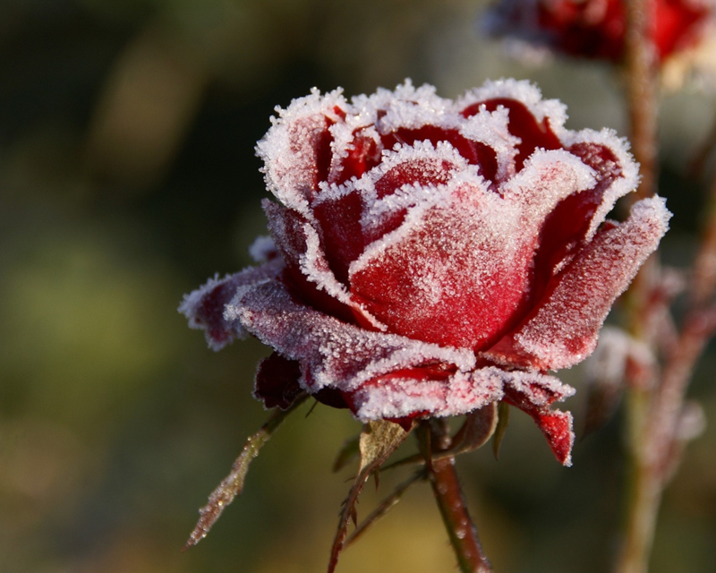 taille des rosiers automne une rose dans la neige