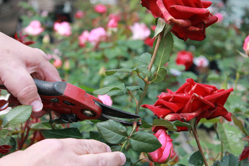 Adoptez le gant rosier pour femme de Jardin et Saisons !