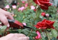 Quand tailler les rosiers et comment stimuler leur croissance ?