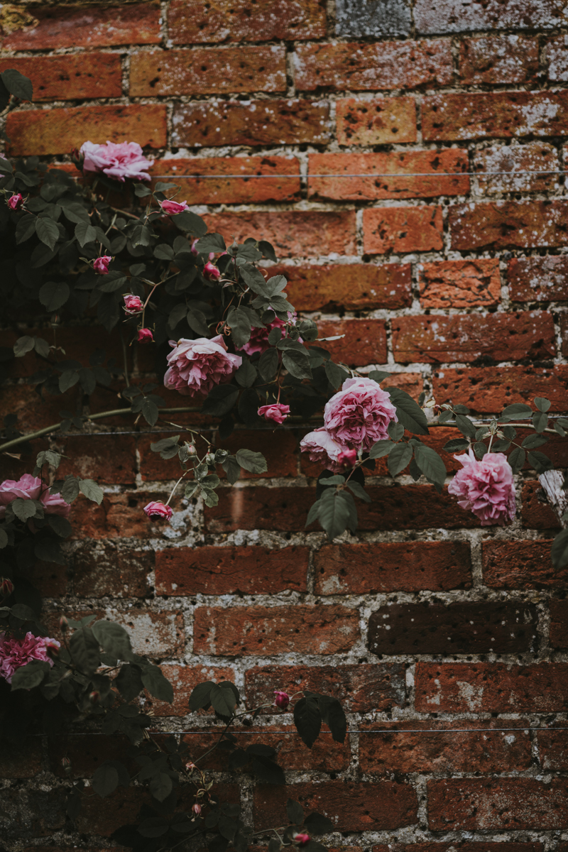 taille rosier grimpant un mur de brique et un rosier grimpant rose