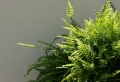 Plante qui absorbe l’humidité – le moyen le plus naturel de se débarrasser de l’humidité !