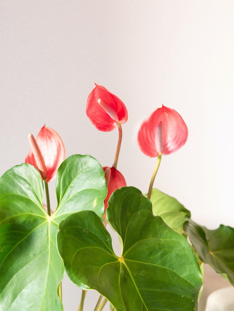 anthurium rouge comment s occuper plante d intérieur