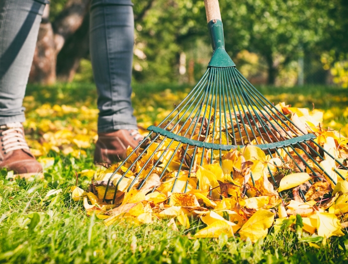 gardener woman raking up autumn leaves in garden. woman standing with rake.