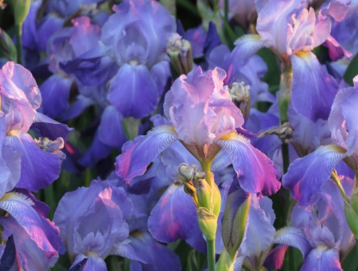 bulbes a planter automne iris variétés couleurs conseils cultivation