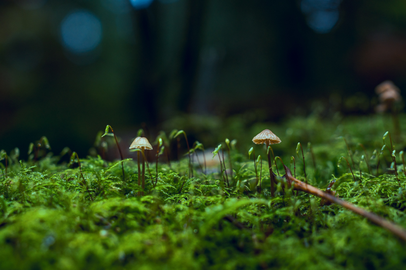 champignon foret petits champignons dans la forêt après la pluie