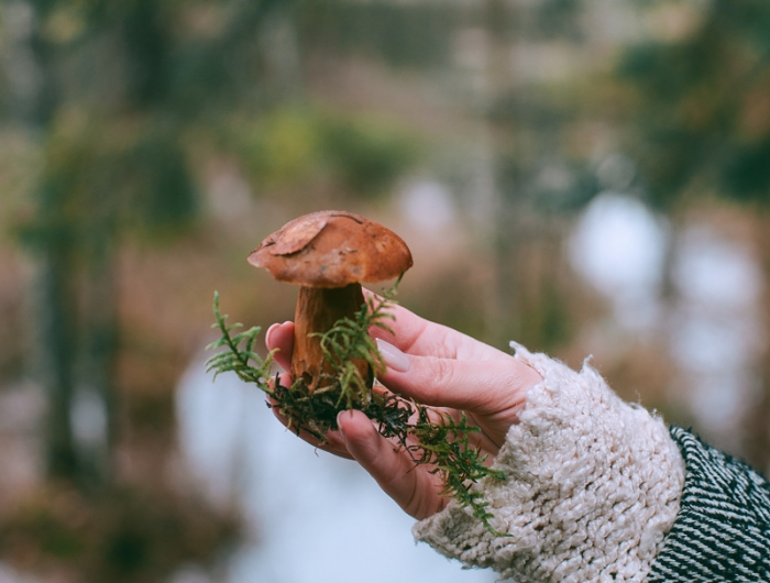 champignon frais une femme qui tient un champignon dans sa main