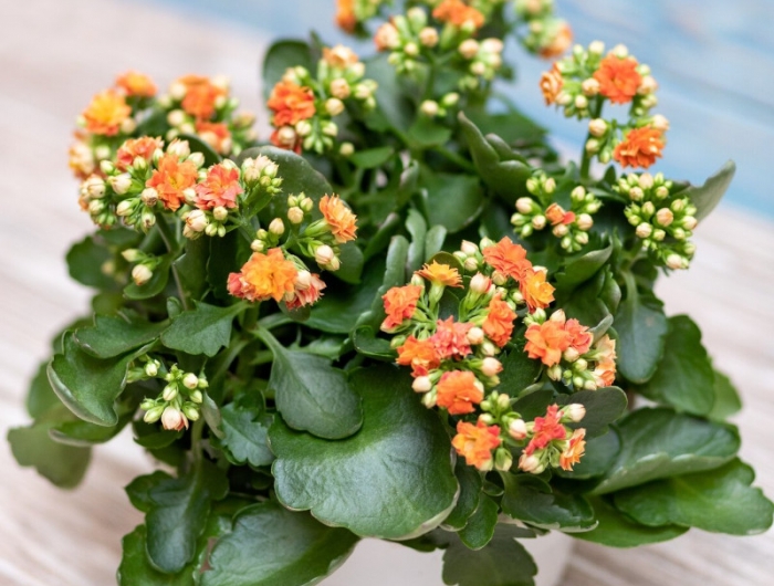 comment faire refleurir un kalanchoé plante d intérieur a floraison orange