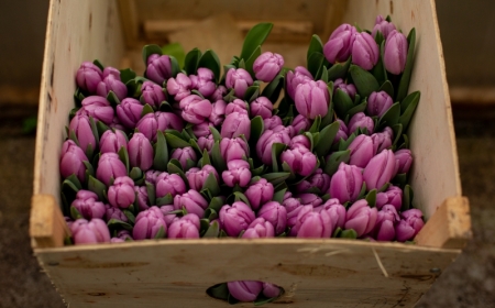conseils choix bulbes a planter automne fleurs printemps