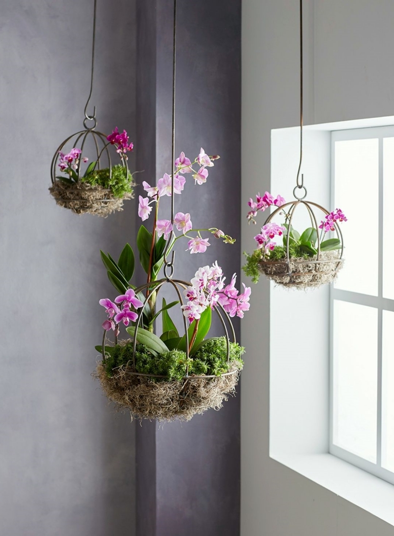 diy suspension florale mousse orchidées conseils entretien