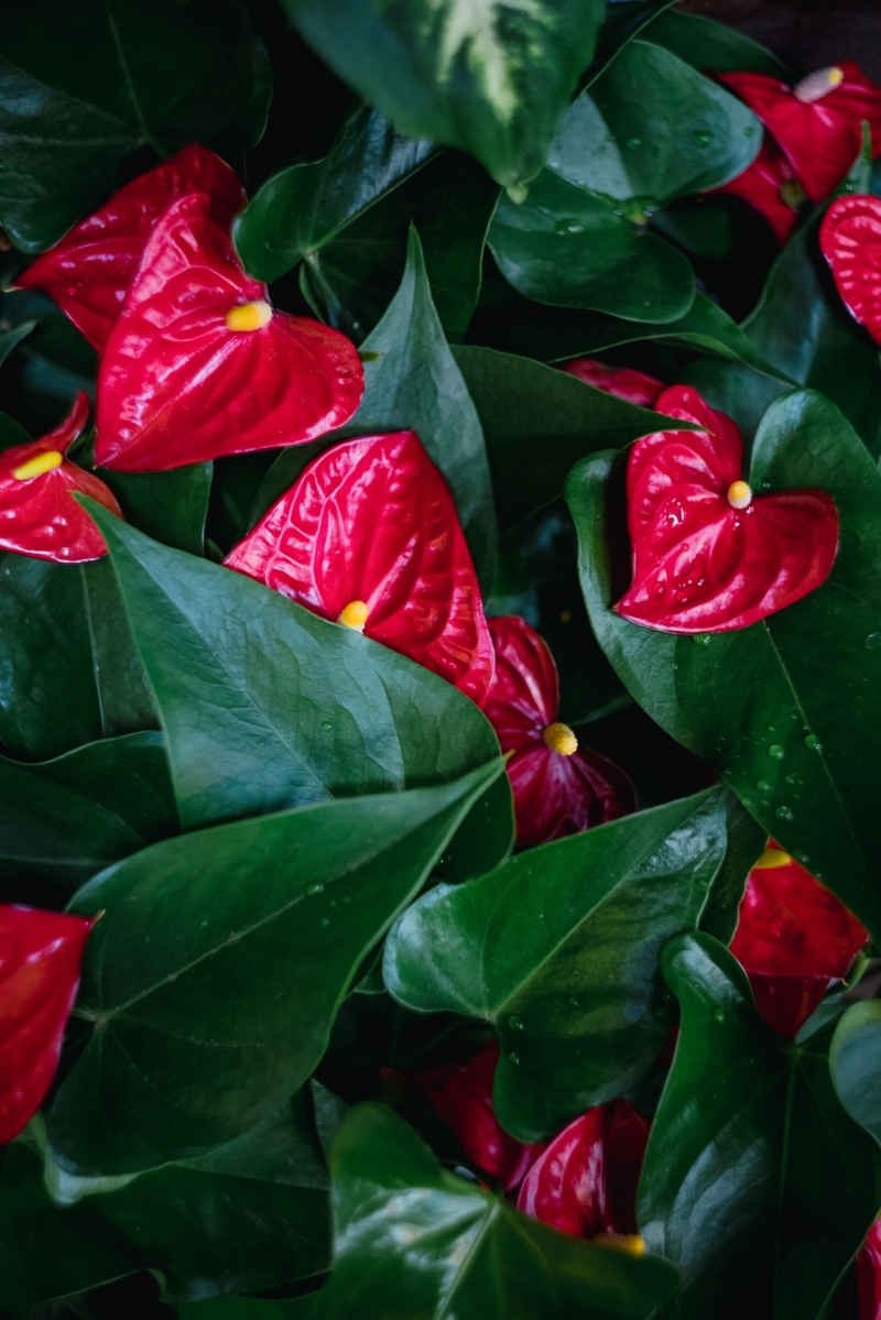 entretien de l anthurium plante fleur rouge soins plantes