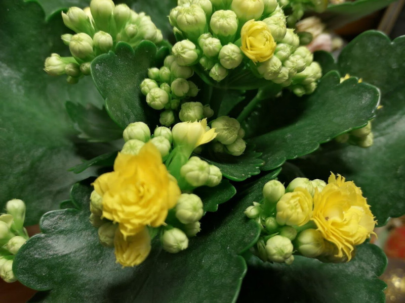 entretien du kalanchoe plante d intérieur a floraison jaune arrosage et soins
