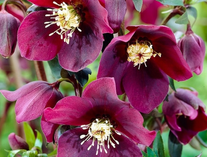 exemple de hellébore ou rose de noel rouge foncée idée plantes de jardin floraison hiver