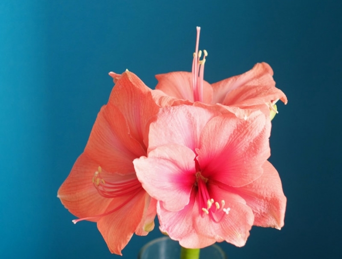 exemple de plante de noel amaryllis de couleur rose pâle