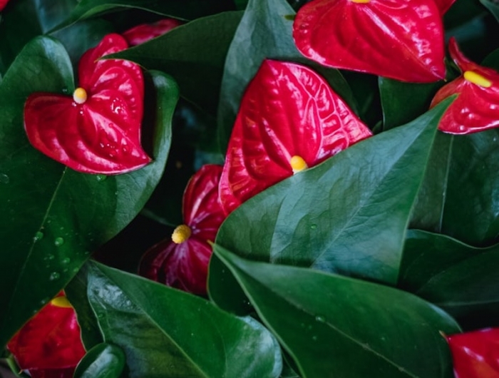 fleur rouge de noel anthurium rouge avec feuillage vert dense