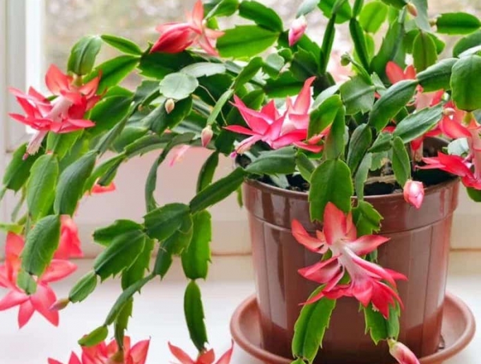 fleur rouge de noel idée de cactus de noel en pot avec pétales rouge et blanc