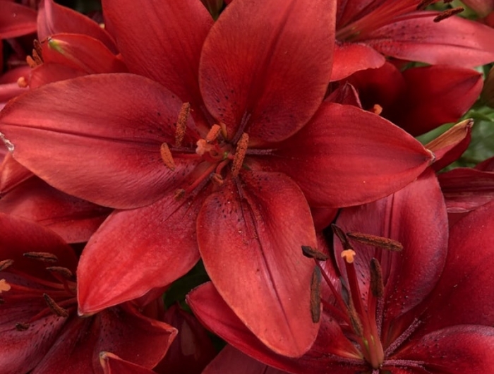 fleurs de noel amaryllis entretien idée plante pétales rouges