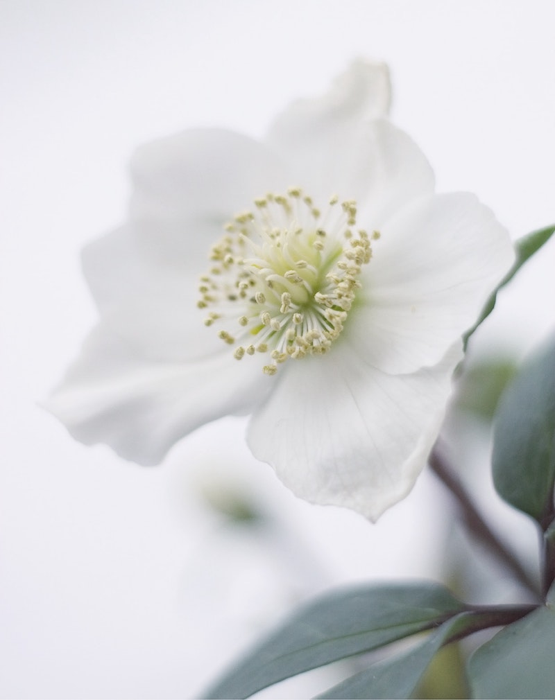 hellébore rose de noel blanche à planter dans le jardin fleur floraison hiver