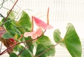 Culture et entretien de l’anthurium – effort minime, floraison spectaculaire