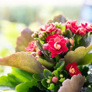 Entretien du kalanchoé : conseils et astuces pour avoir une belle fleur !