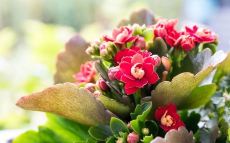 kalanchoe plante grasse soins et entretien d une succulente vivace
