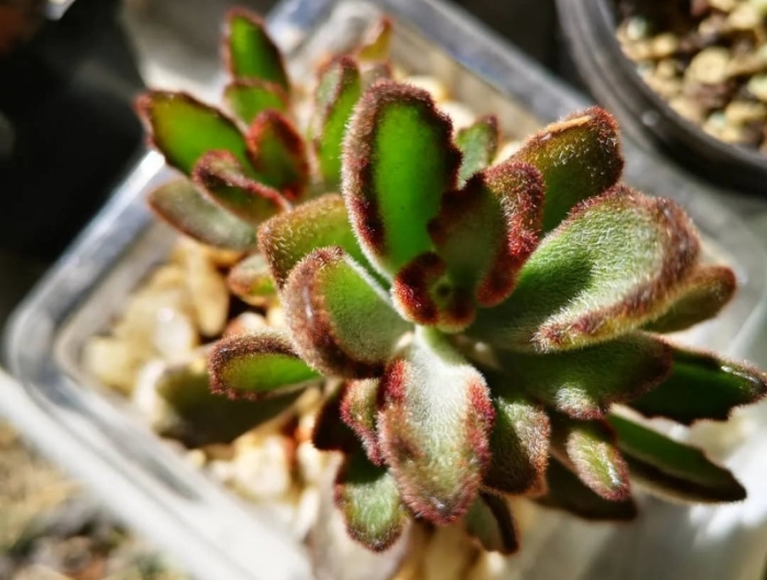 kalanckoe tomentosa plante succulente a feuilles velues vert gris plante d intérieur